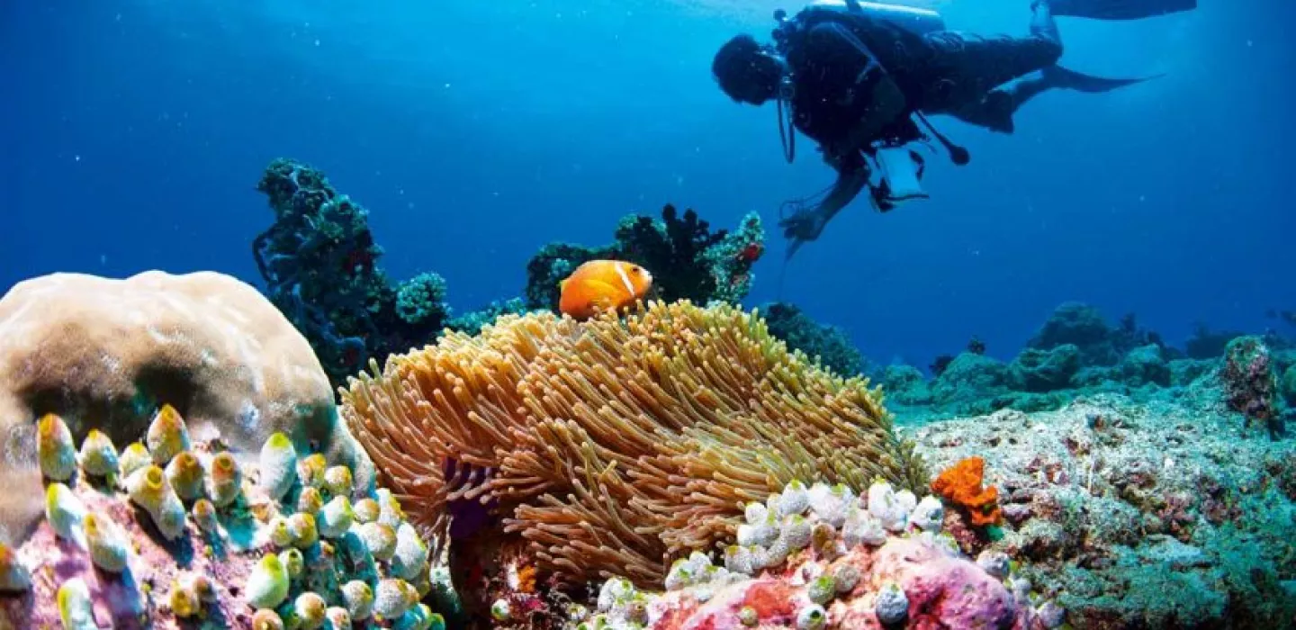 Diving
